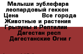 Малыши эублефара ( леопардовый геккон) › Цена ­ 1 500 - Все города Животные и растения » Грызуны и Рептилии   . Дагестан респ.,Дагестанские Огни г.